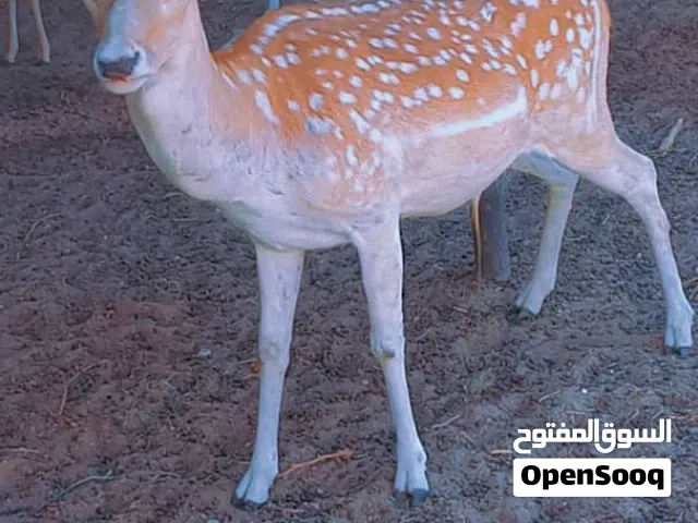 غزال دكر للبيع