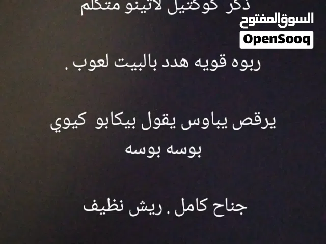 متوفر لعشاق هواية الطيور فروخ وطيور وازواج مميزه . تربيه بيت شيء نظيف