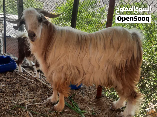 تيس عماني فحل للبيع