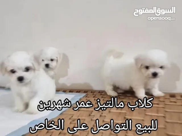 عرض لمدة يومين كلب مالتيز في الامارات الجمال والاناقة
