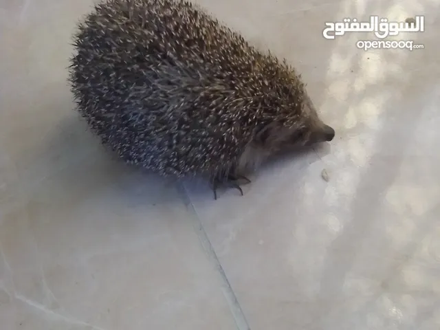 قنفذ للبيع