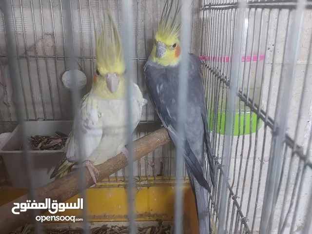 جوز كوكتيل شغلات للبيع أو للبدل على جوز طيور روز