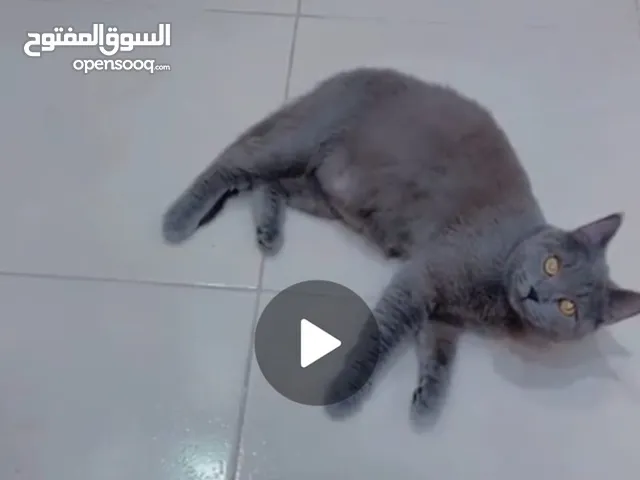 سكوتش برتيش انثى منتجة للبيع جده