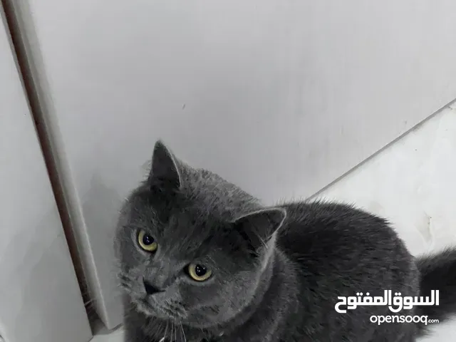 برتش بيور للبيع