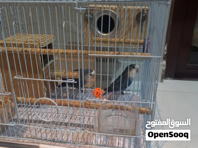 اثنان من الروز و القفص