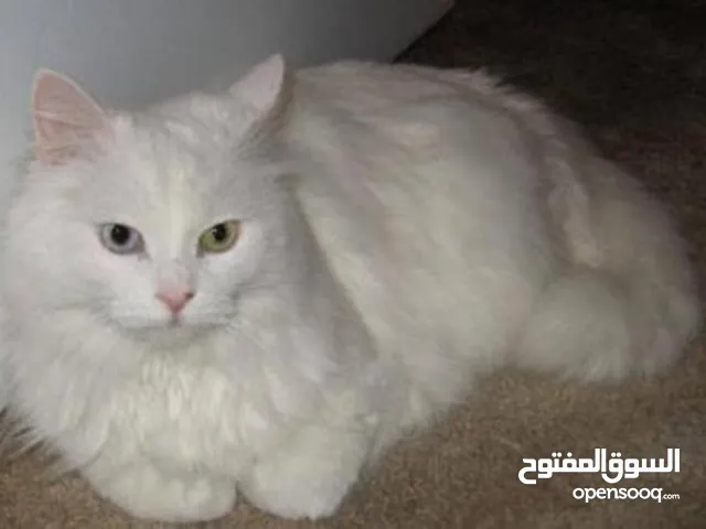 قطة بيضاء شيرازية ثلجي 20ريال