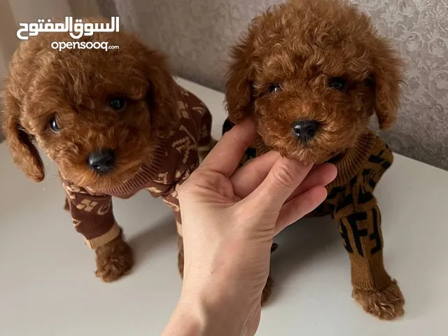 Toy poodle puppies for free adoption.