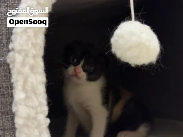 القط الصغير مع امها