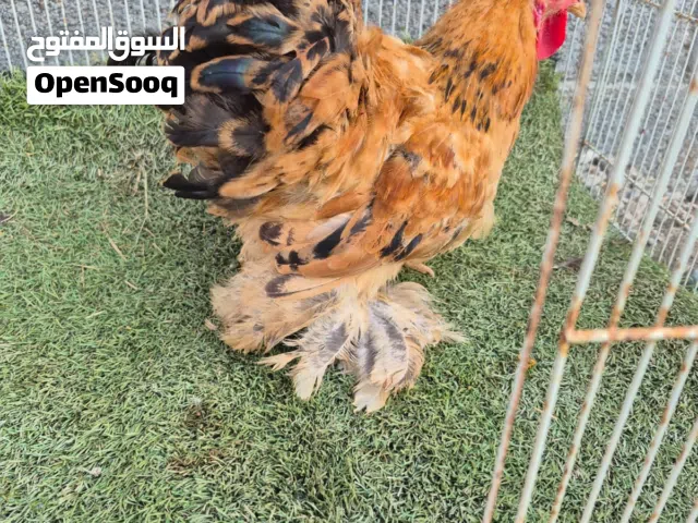 للبيع دجاج كوشن القزم