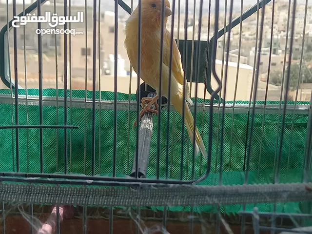 فحل كنار لون أصفر سوبر حبة جامبو