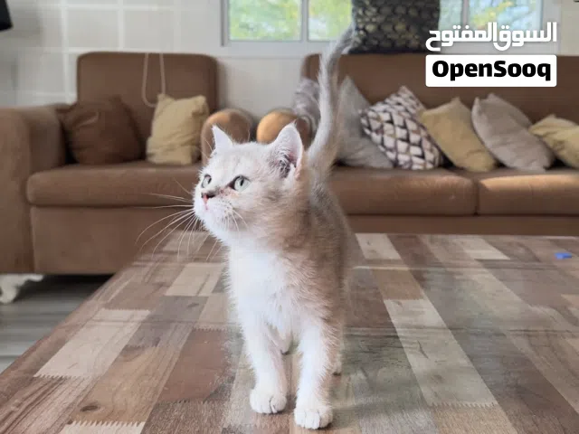 قطط للبيع سكوتش