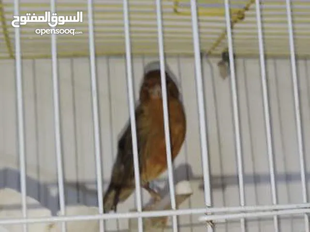 3 فحول كنار ما شاء الله