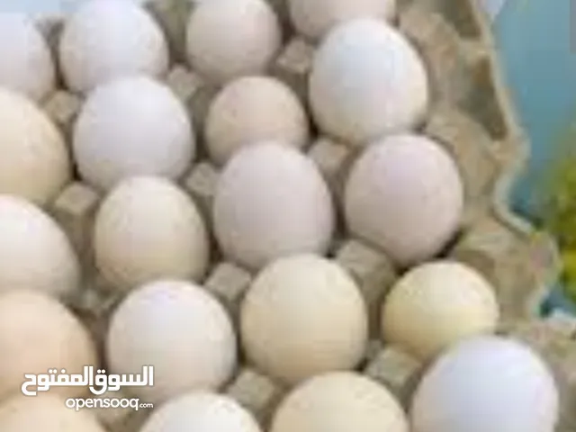 بيض بلدي مكبس للبيع