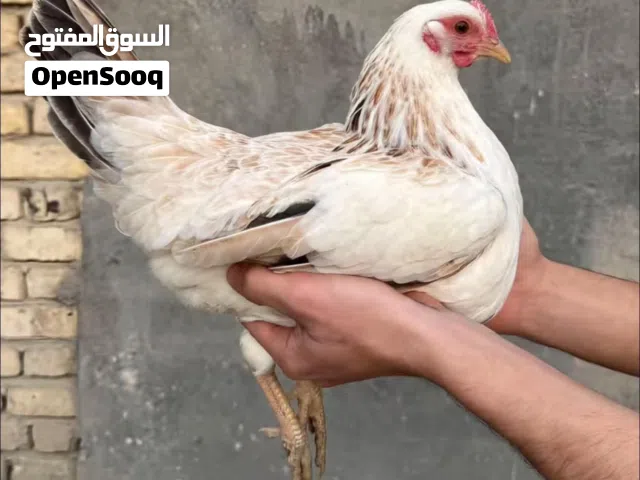 متاح 22قطغة دندراوي عمر خمس ايام  فواتح وتمري شبش ليريدهن يراسلني