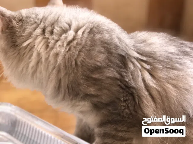 قط شيرازي ذكر رمادي