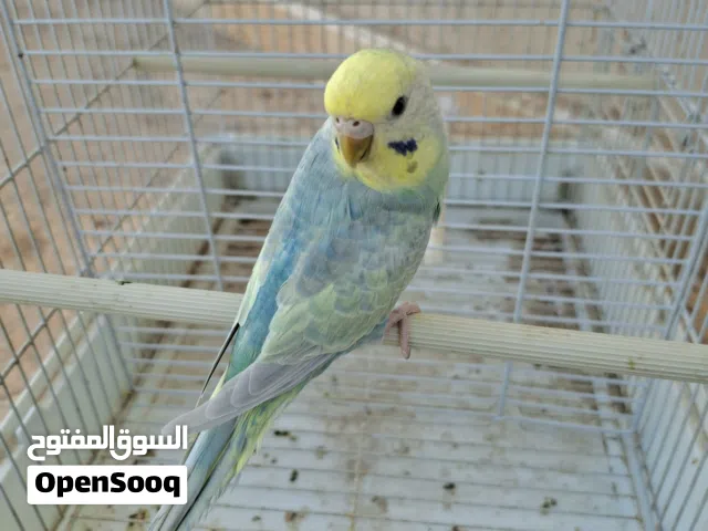 نتاية رينبو لون ووصف وحجم