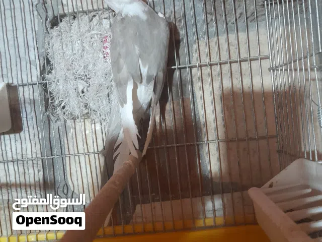 جوز كوكتيل بايد تب نظافة بالصلاة على النبي اول بطن معه 3 فراخ عمر شهري ممكن بيع الفراخ للزق اليدوي