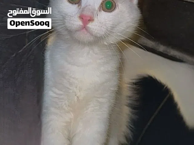 قط جميل عمره 4 شهور تقريباً