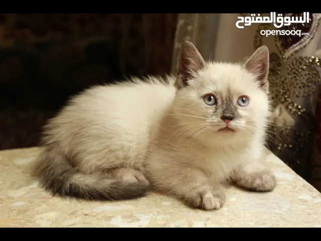 قطه هملايا مولد سكوتش عرطه