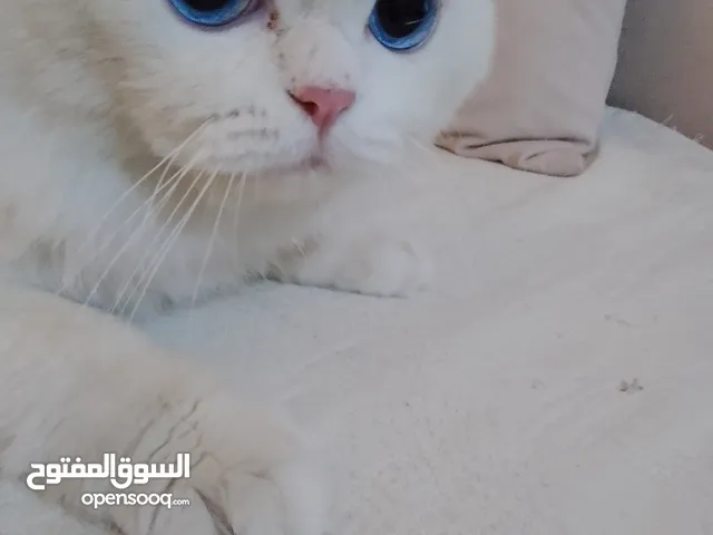 قط ذكر لونج هيو . العمر سنتين