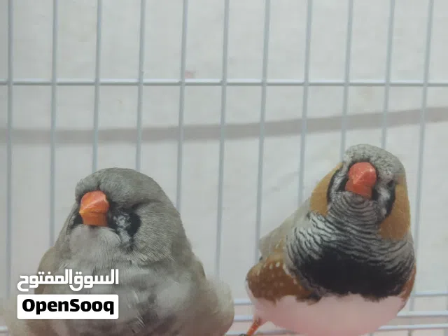 زوج ماكس دم انكلش