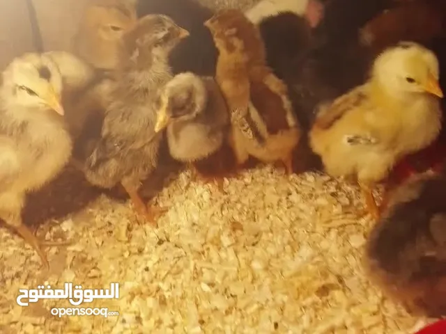 متاح افراخ بيهن دندوري كويتي وعرب وأبو ركيبه