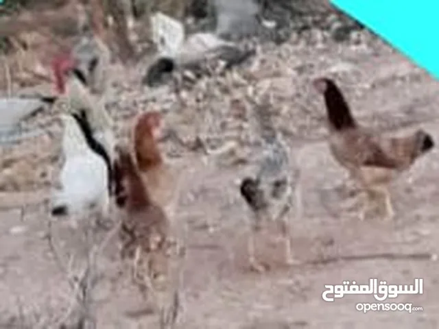 دجاج بلدي مع اديك عدد سبعه