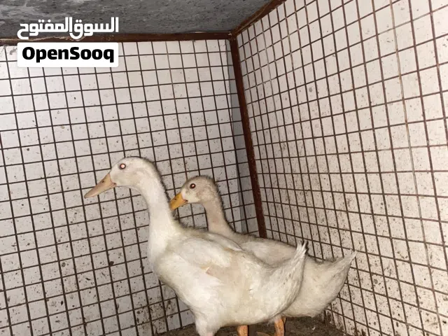 زوجين بط للبيع