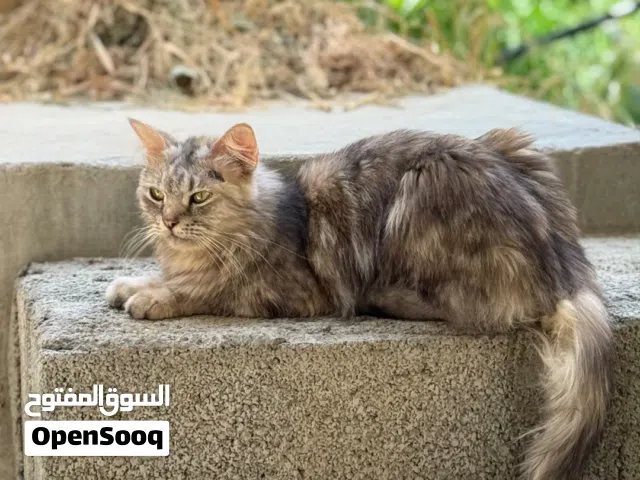 قط سيبيري أليف