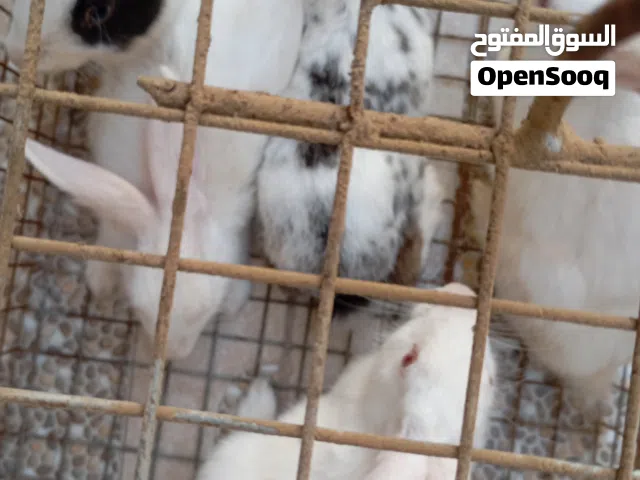 يوجد ارانب مواليد  عمانيات  هولنديات