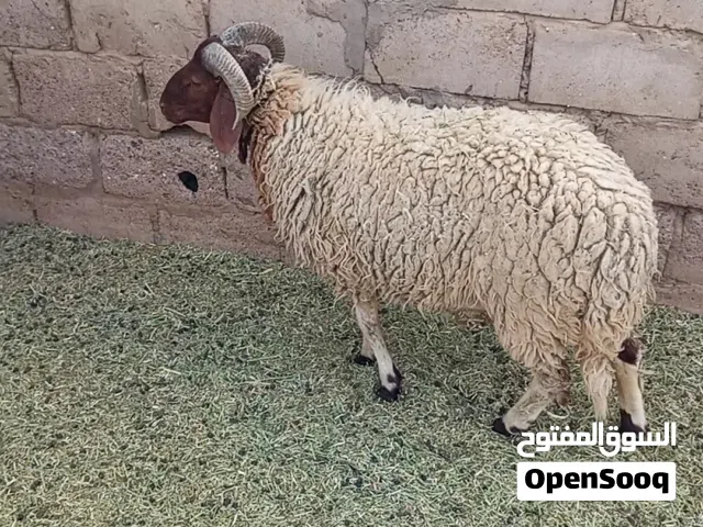 خدمة التسويق