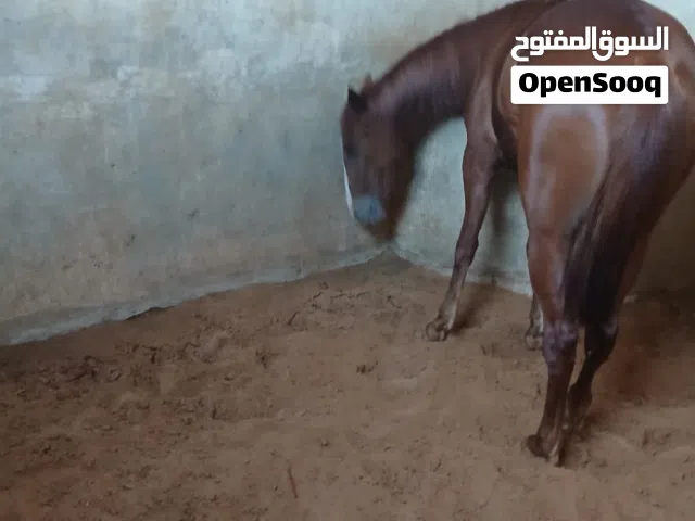 فلوه تبارك الرحمن