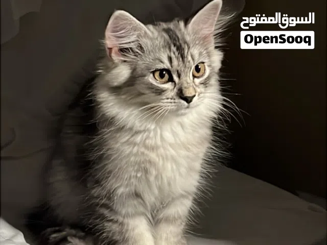 قط شيرازي جميل ولعوب للجاد تواصل واتس اب + الوصف مهم