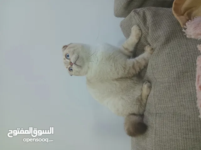Scottish Fold Male (Tabby)