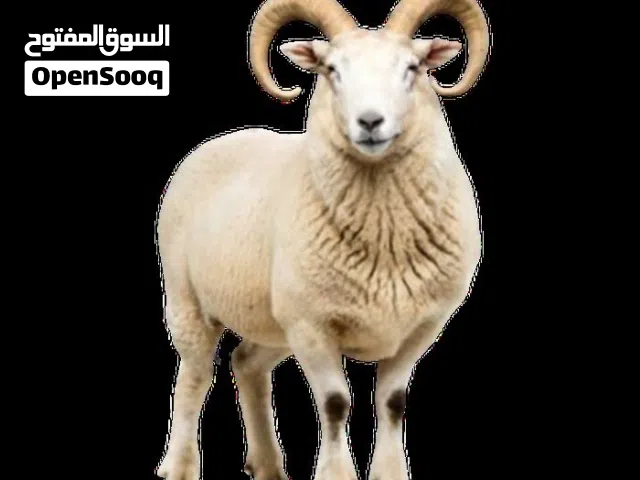 جزار في العيد دابح وسلخ وتقطيع وارجو الاتصال مسابق على الجوال وتفاهم