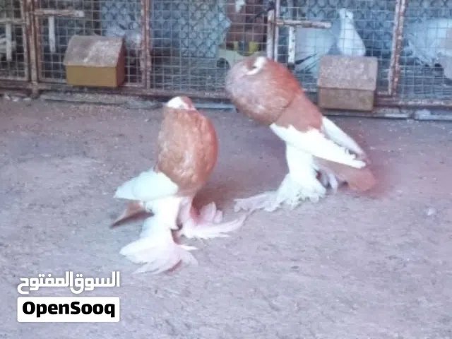 ابحث اقراء الوصف مهم
