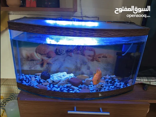 حوض حوض حوض حوض عاجل متاح يوجد متوفر حوض سمك كبير وواسع