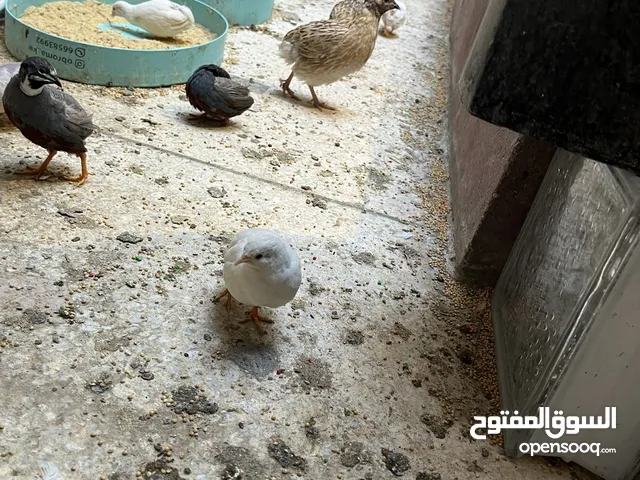 انواع الفري العادي والصيني