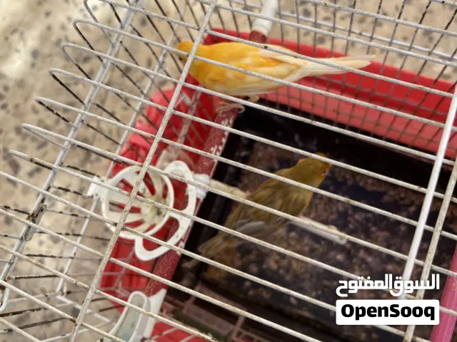عصافير كناري