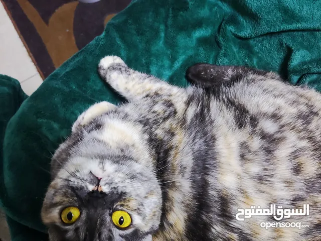 قطط للتبني مجانا