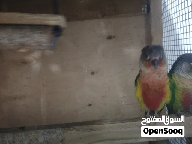 كنيورات متزوجات على وجهه ابياض