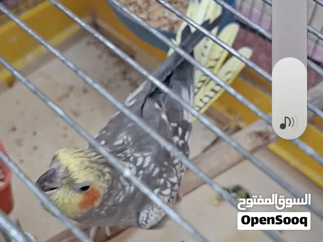 كتوكتيل اليف جوز