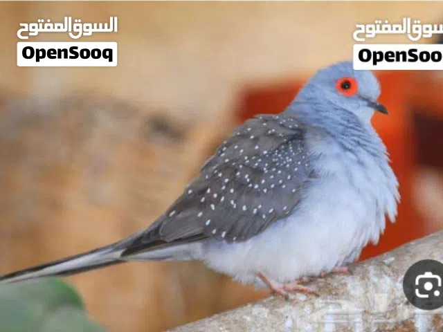 جميع انواع الطيور المعروظة بالصور موجوده التواصل على رقم الواتس  فقط