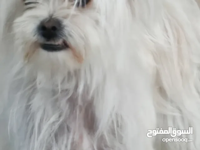 كلب انثى فرنجي اليفه