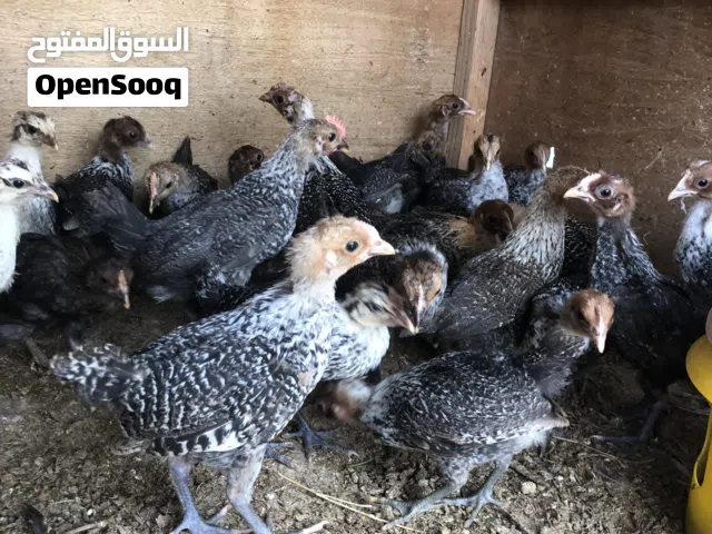 متاح افراخ فيومي برانكز اكثرهن دجاج مكاني بصره مطيحه