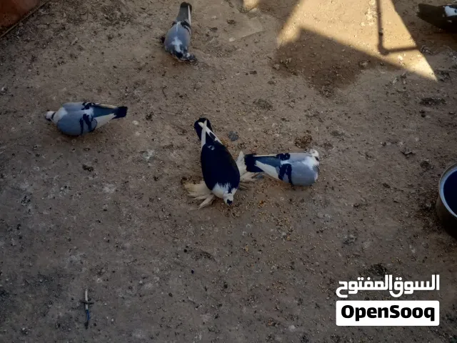 طيور للبيع