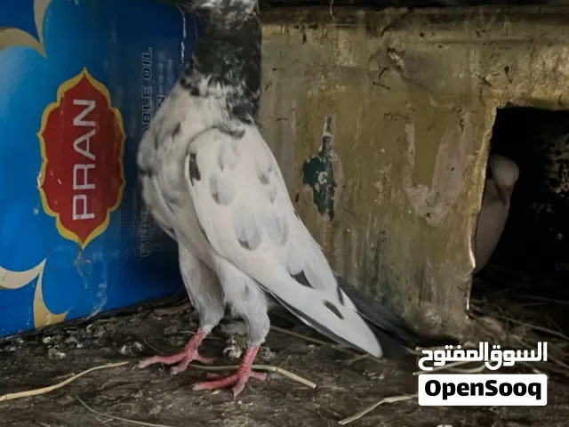 حمام للبيع  التواصل واتساب