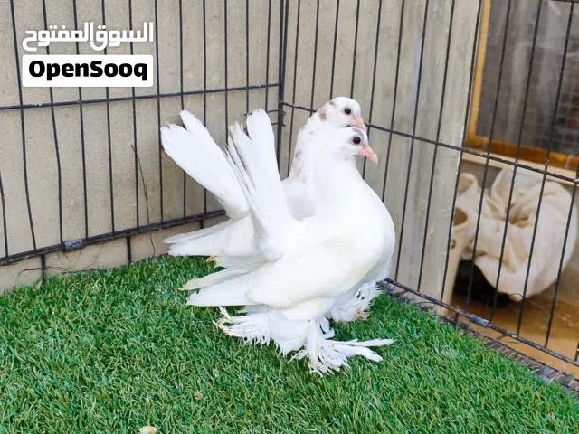 ربي يبارك للبيع إنتاج روسي خوت العيش لأمهات مبروصات سعرهم 350