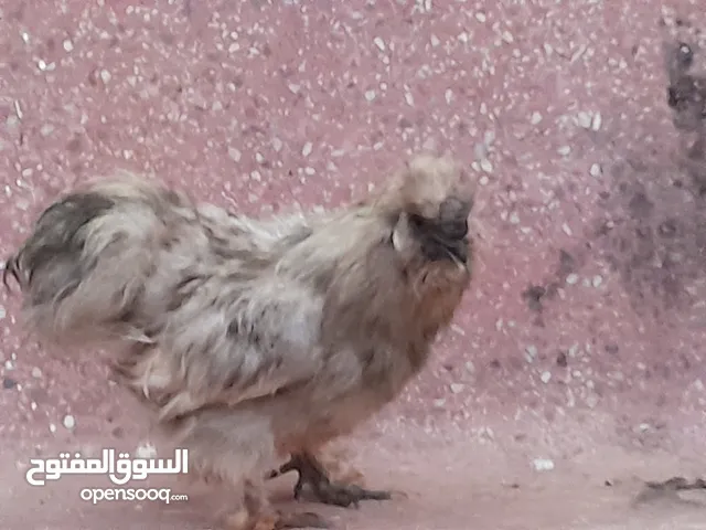 دجاج زينه poule d'ornement