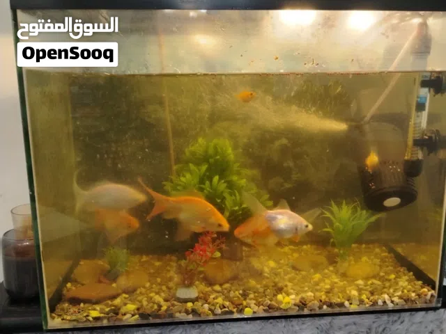 حوض سمك للبيع